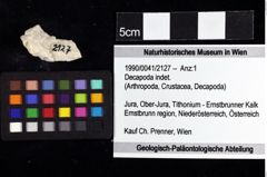 Foto (Objket + Etiketten) von Decapoda indet. 